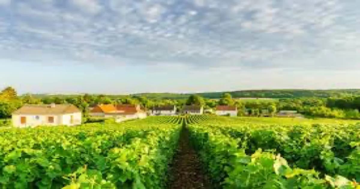 Champagne Day Trip from Paris with a Private Driver